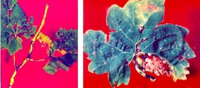 ölü kol hastalığının sürgün ve yapraktaki belirtisi